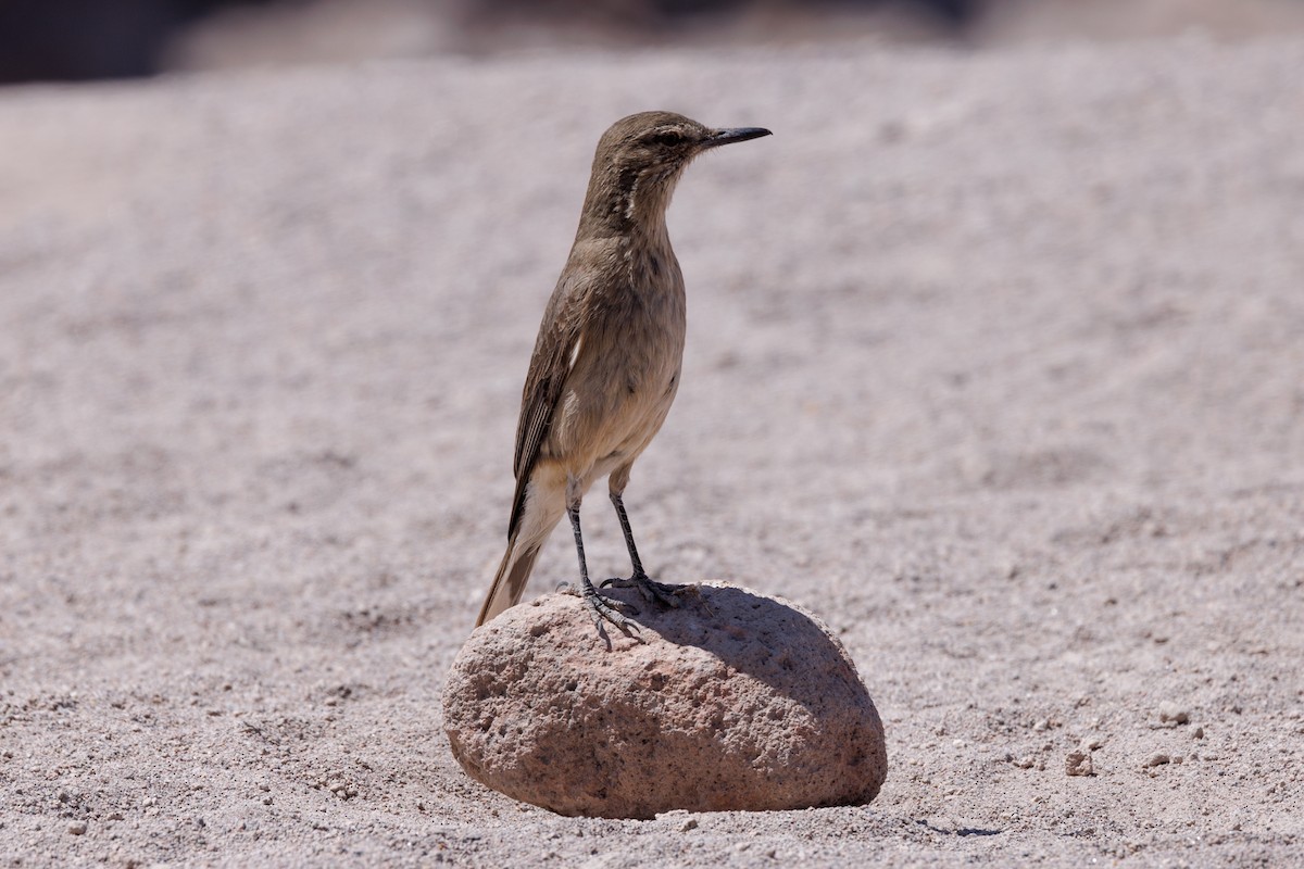 Black-billed Shrike-Tyrant - ML610586427