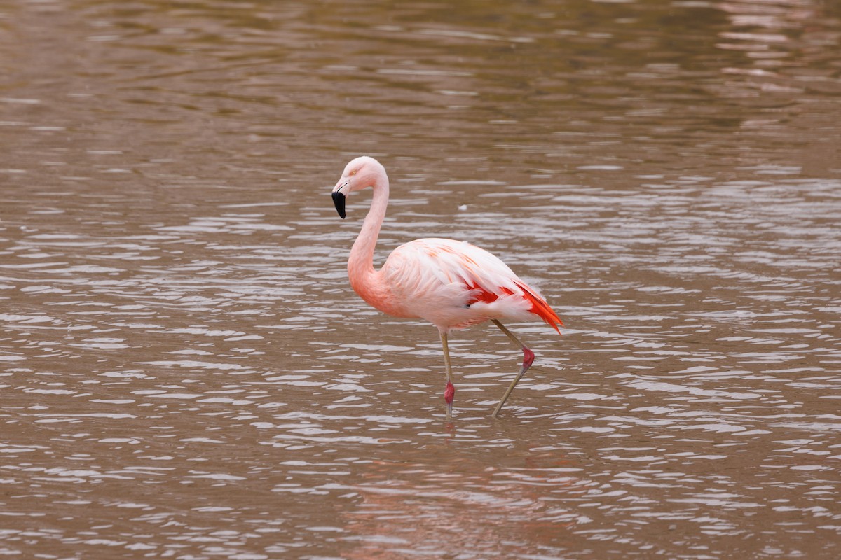 Chilean Flamingo - ML610586442