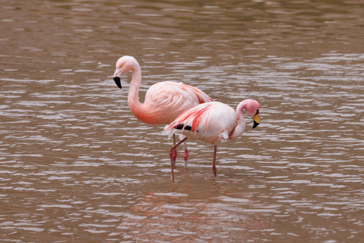 Chilean Flamingo - ML610586443