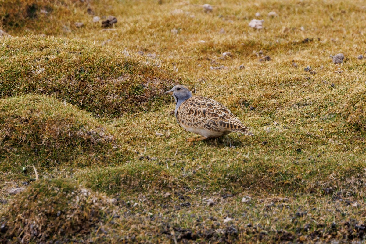 Gray-breasted Seedsnipe - ML610586533