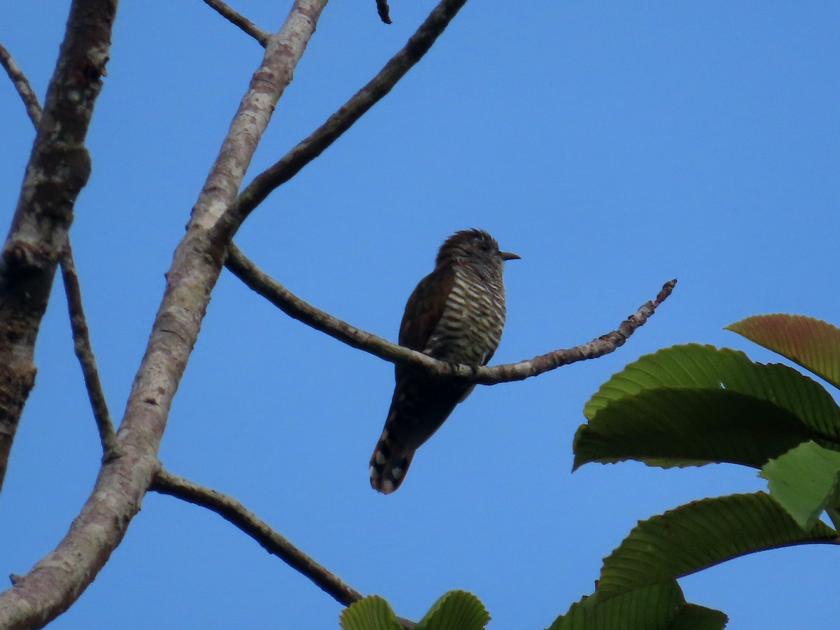 Violet Cuckoo - ML610586697