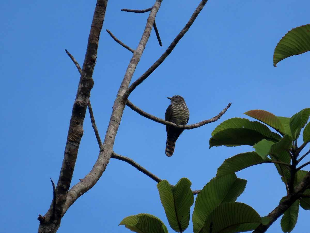 Violet Cuckoo - ML610586698