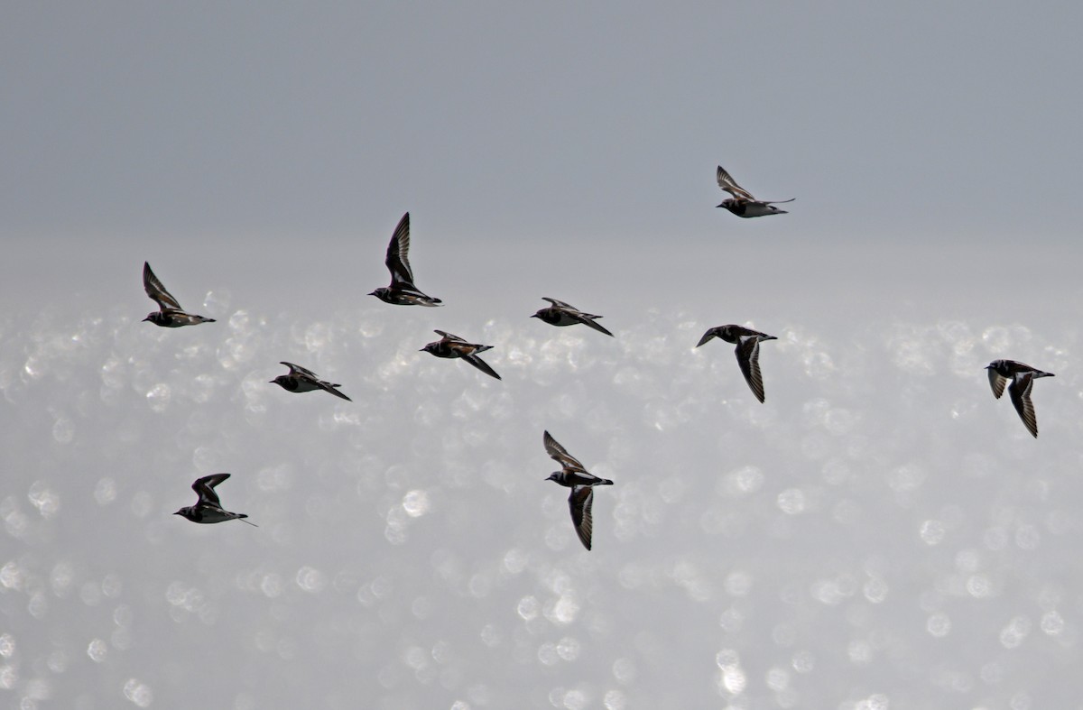 Ruddy Turnstone - Robert Parker