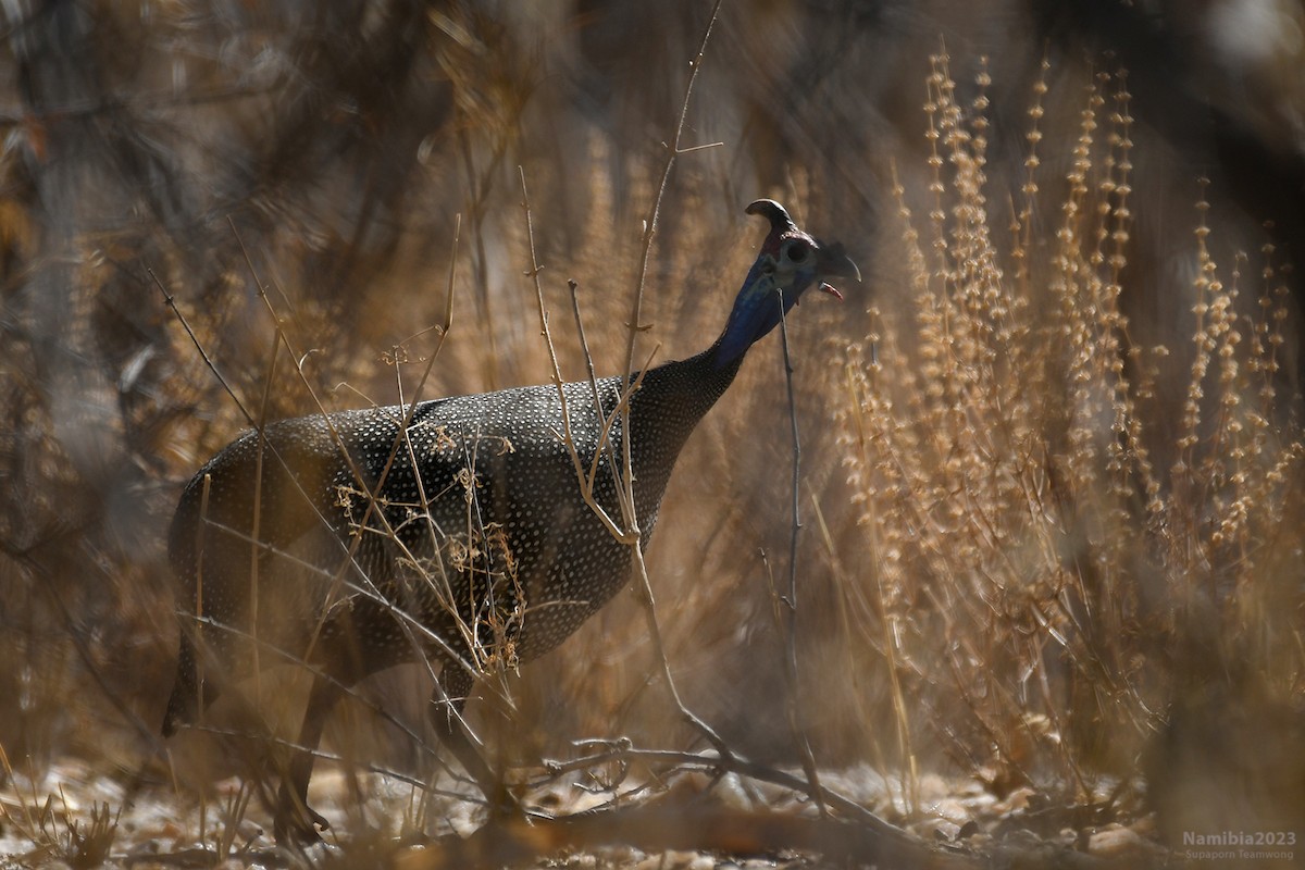 Helmeted Guineafowl - ML610587057