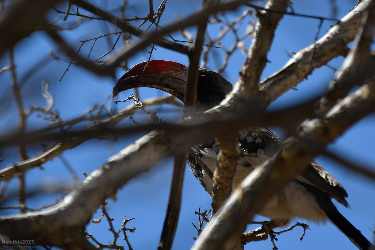 Monteiro's Hornbill - ML610587068