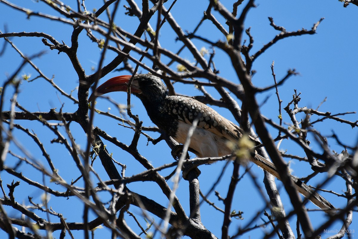 Monteiro's Hornbill - ML610587069