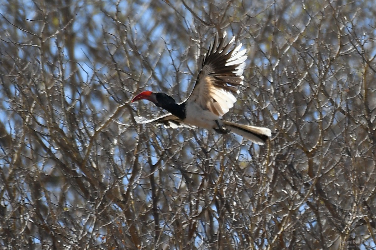 Monteiro's Hornbill - ML610587070