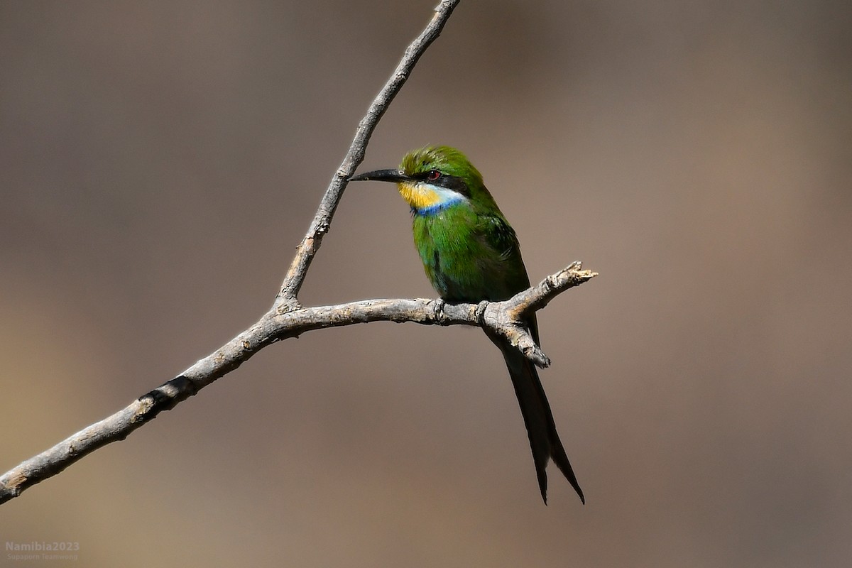 Swallow-tailed Bee-eater - ML610587072