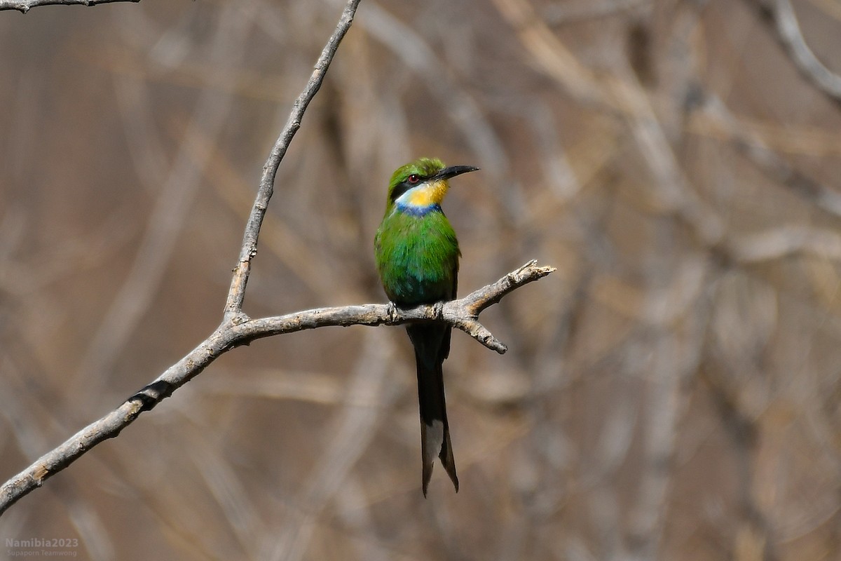 Swallow-tailed Bee-eater - ML610587073
