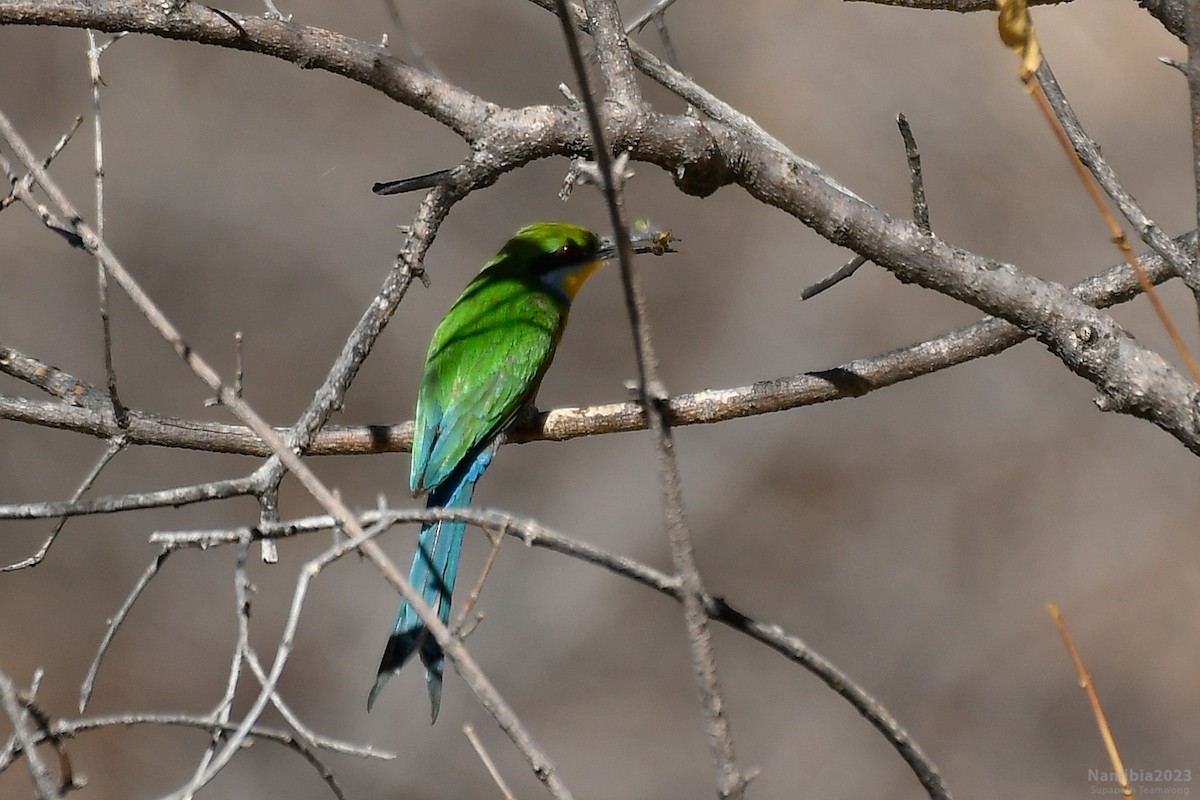 Swallow-tailed Bee-eater - ML610587074