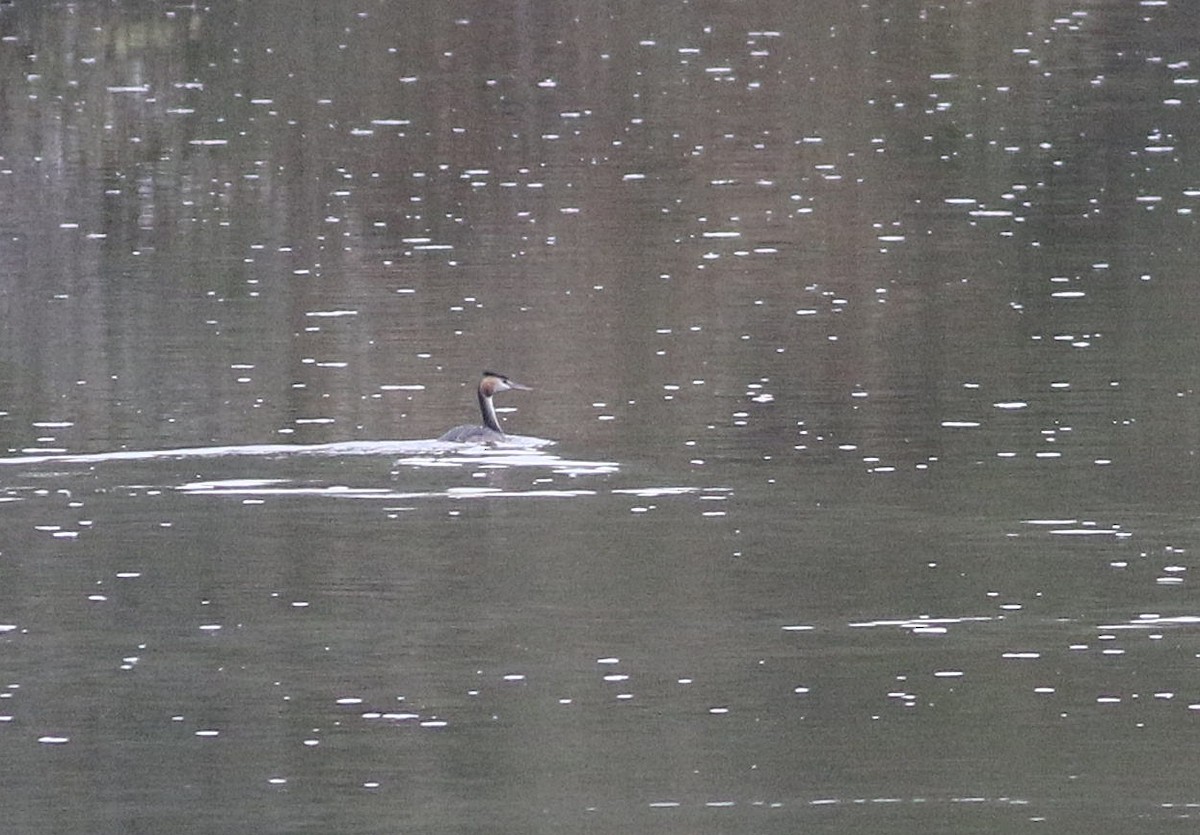 Great Crested Grebe - ML610587117