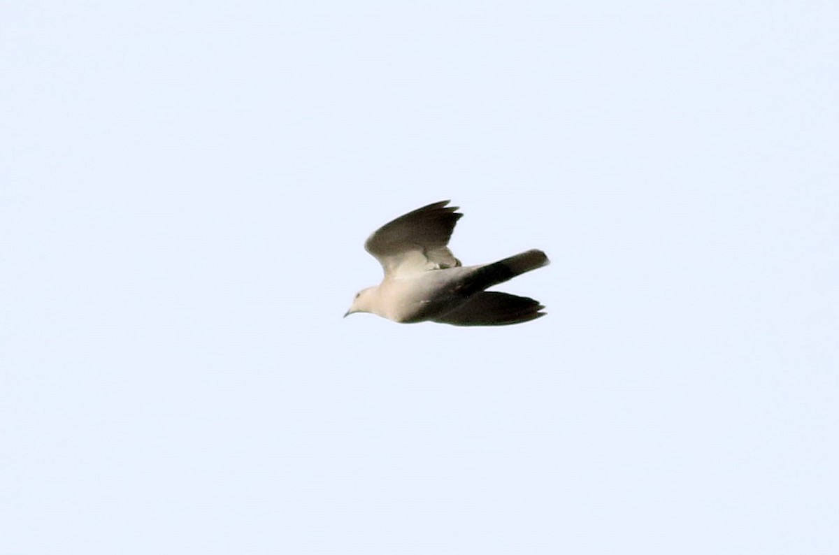 Eurasian Collared-Dove - ML610587148