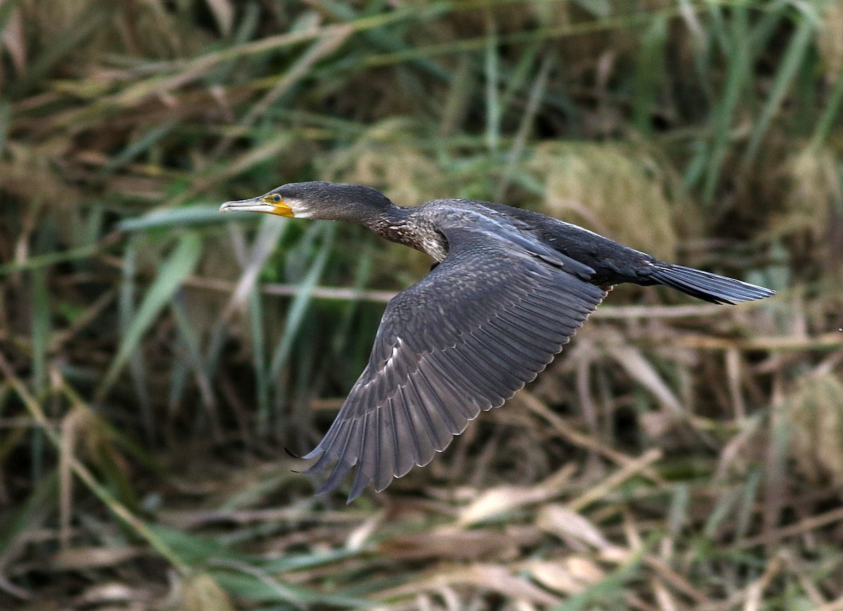 Great Cormorant - Miguel García