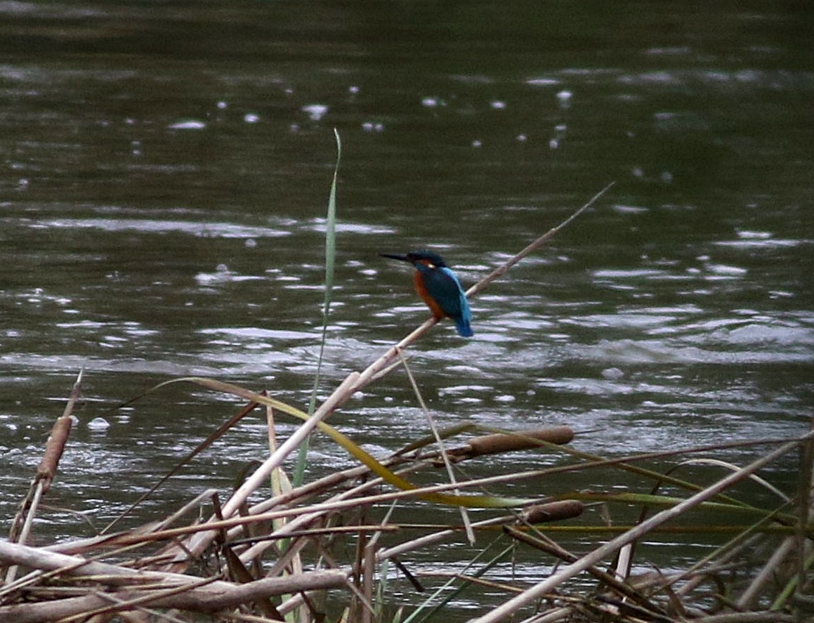 Common Kingfisher - Miguel García