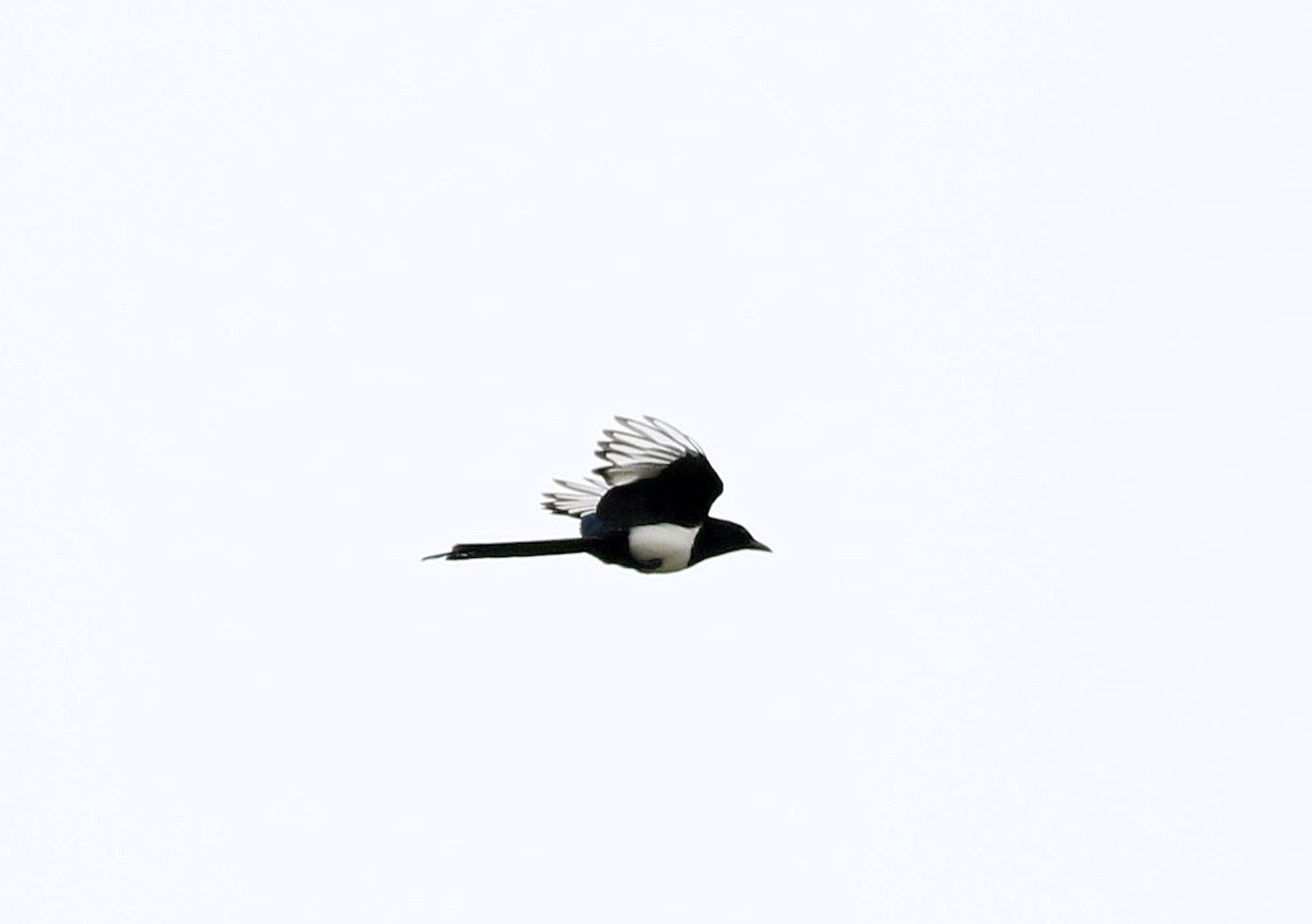 Eurasian Magpie - ML610587214