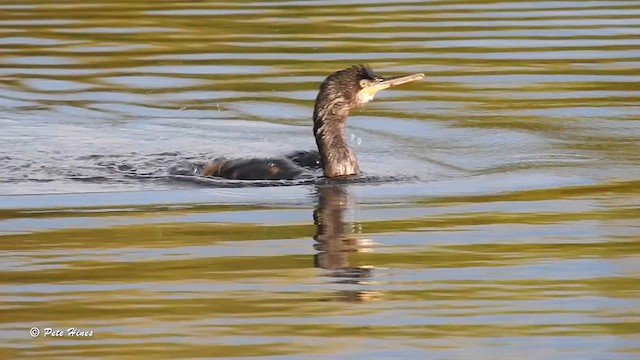 Cormorán Moñudo - ML610587372