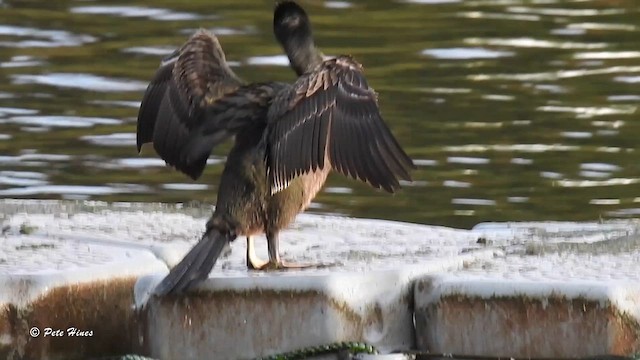 Cormorán Moñudo - ML610587406