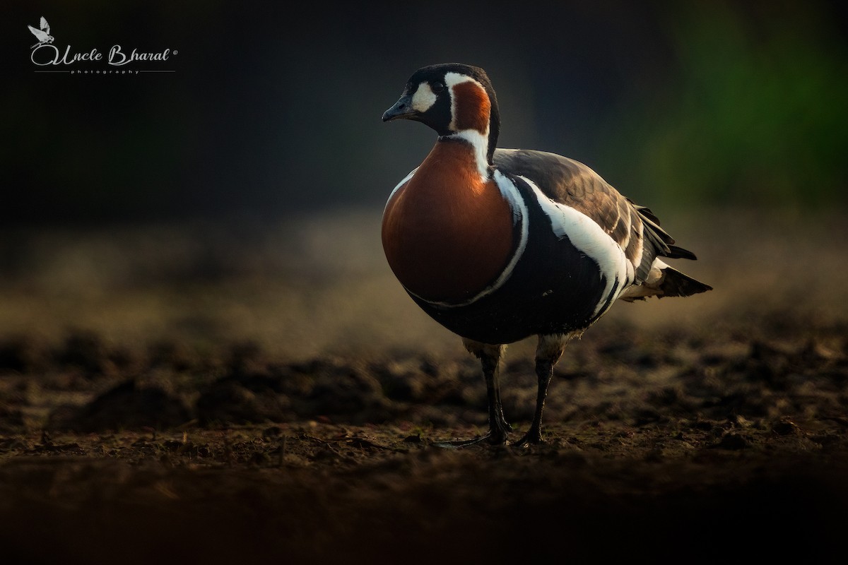 Red-breasted Goose - ML610587438