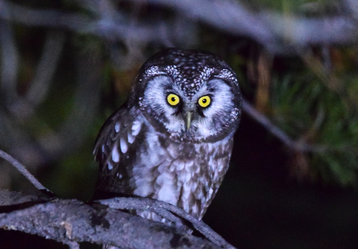 Boreal Owl - ML610587509