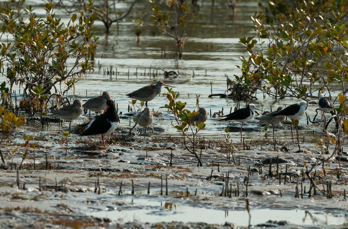 Pied Stilt - ML610587521