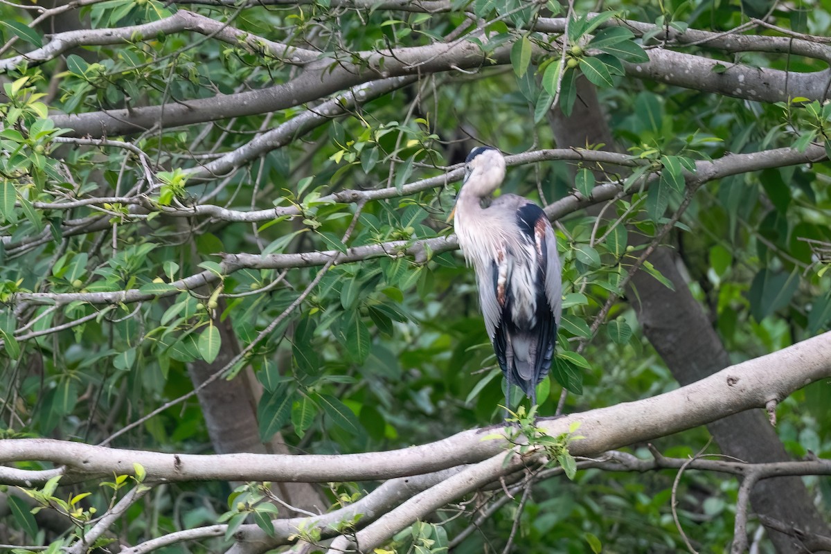 Great Blue Heron - ML610587544