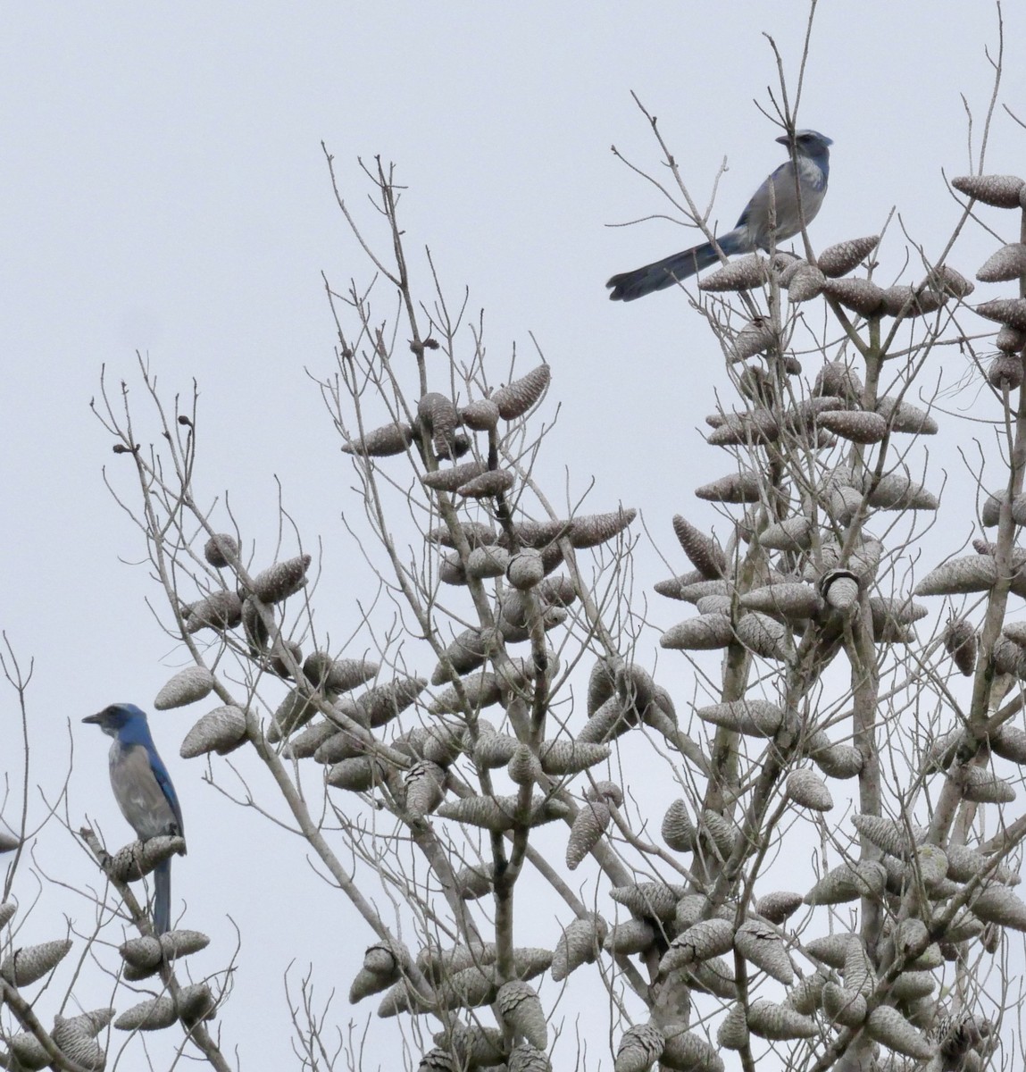 Florida Scrub-Jay - ML610587616