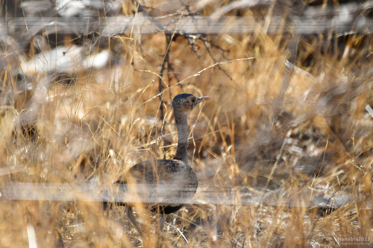 Red-crested Bustard - Supaporn Teamwong