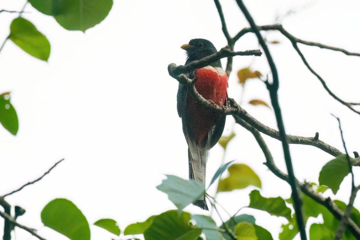 trogon krásný - ML610587642