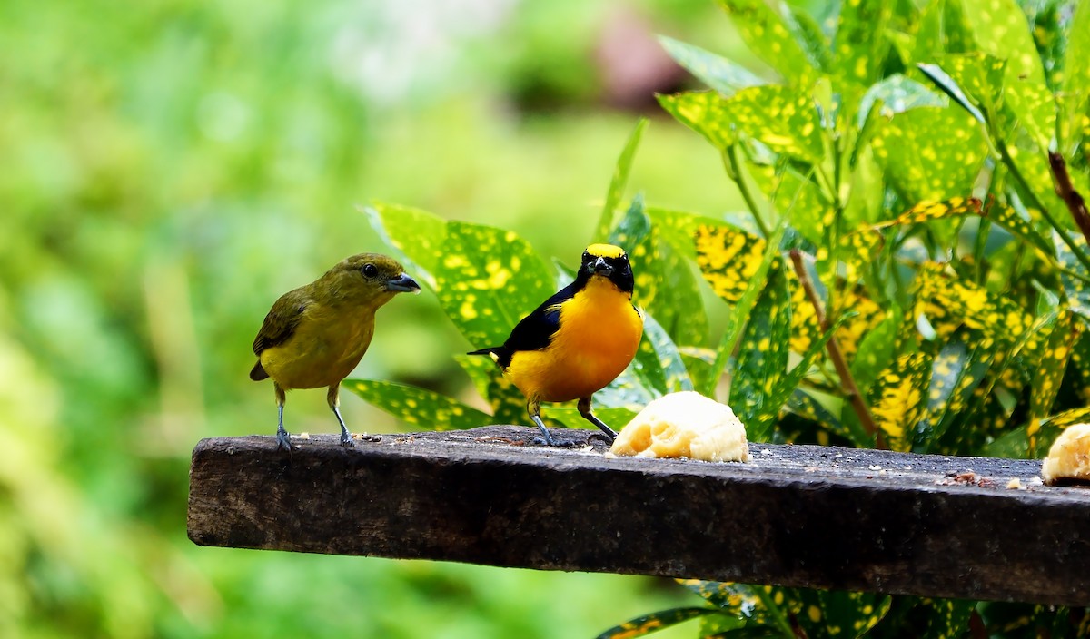 Thick-billed Euphonia - ML610587687