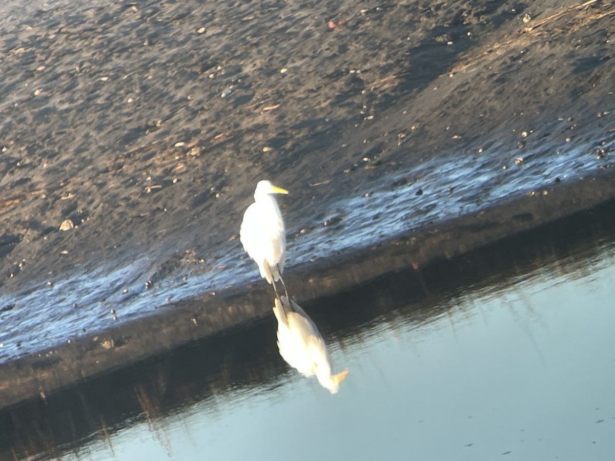 Great Egret - ML610587699