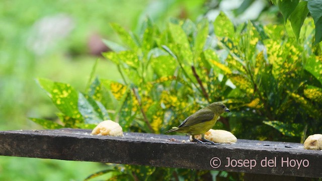 Thick-billed Euphonia - ML610587705