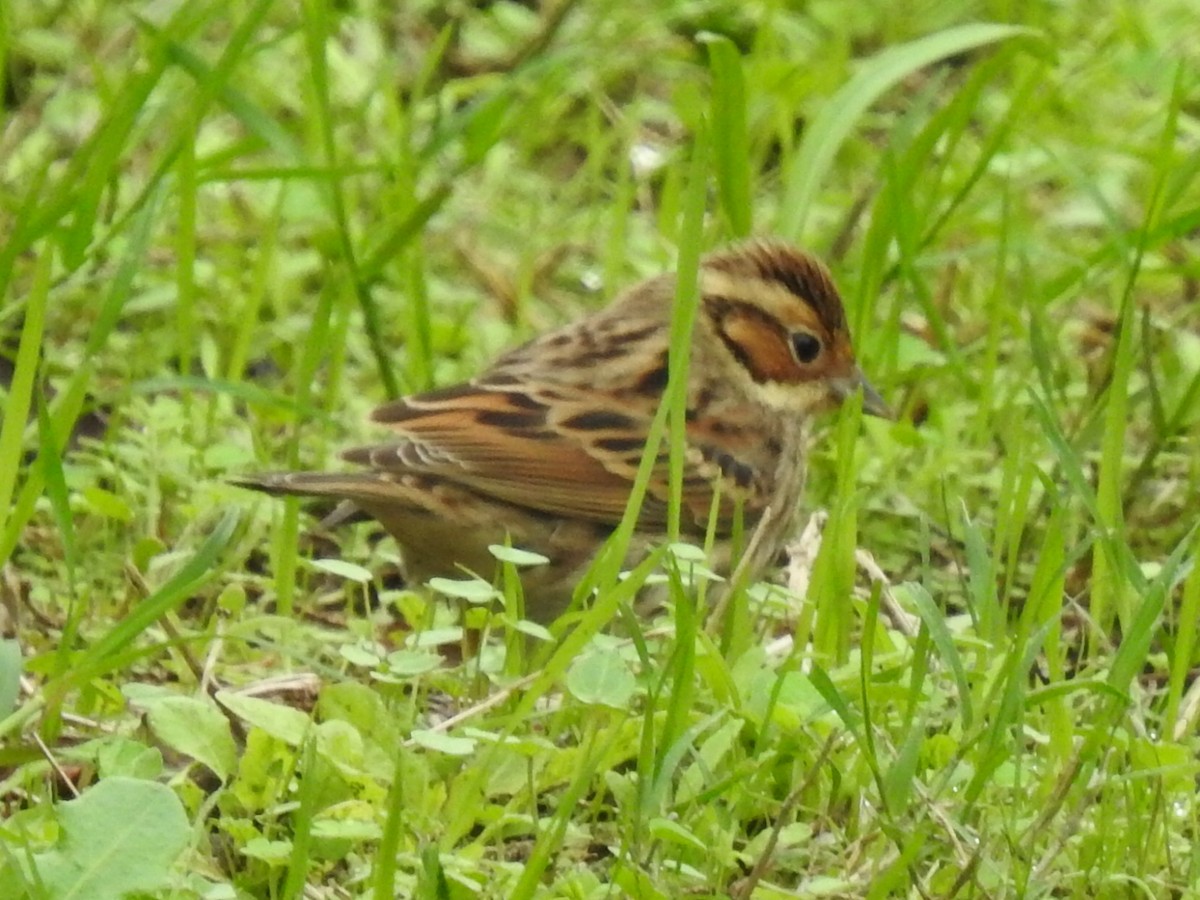 Little Bunting - Antonio Jesús Sepúlveda