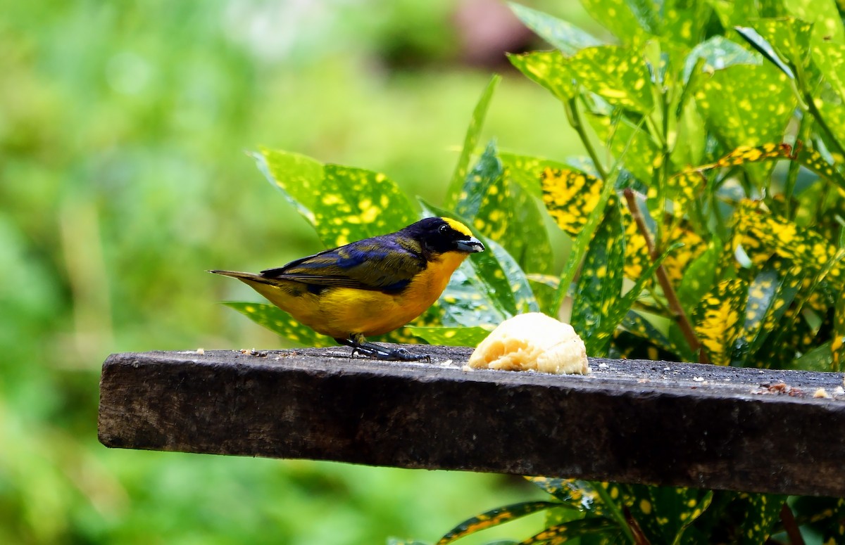 Thick-billed Euphonia - Josep del Hoyo