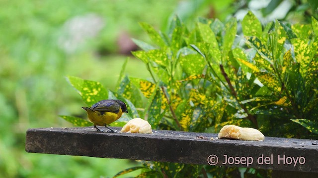 Thick-billed Euphonia - ML610587800