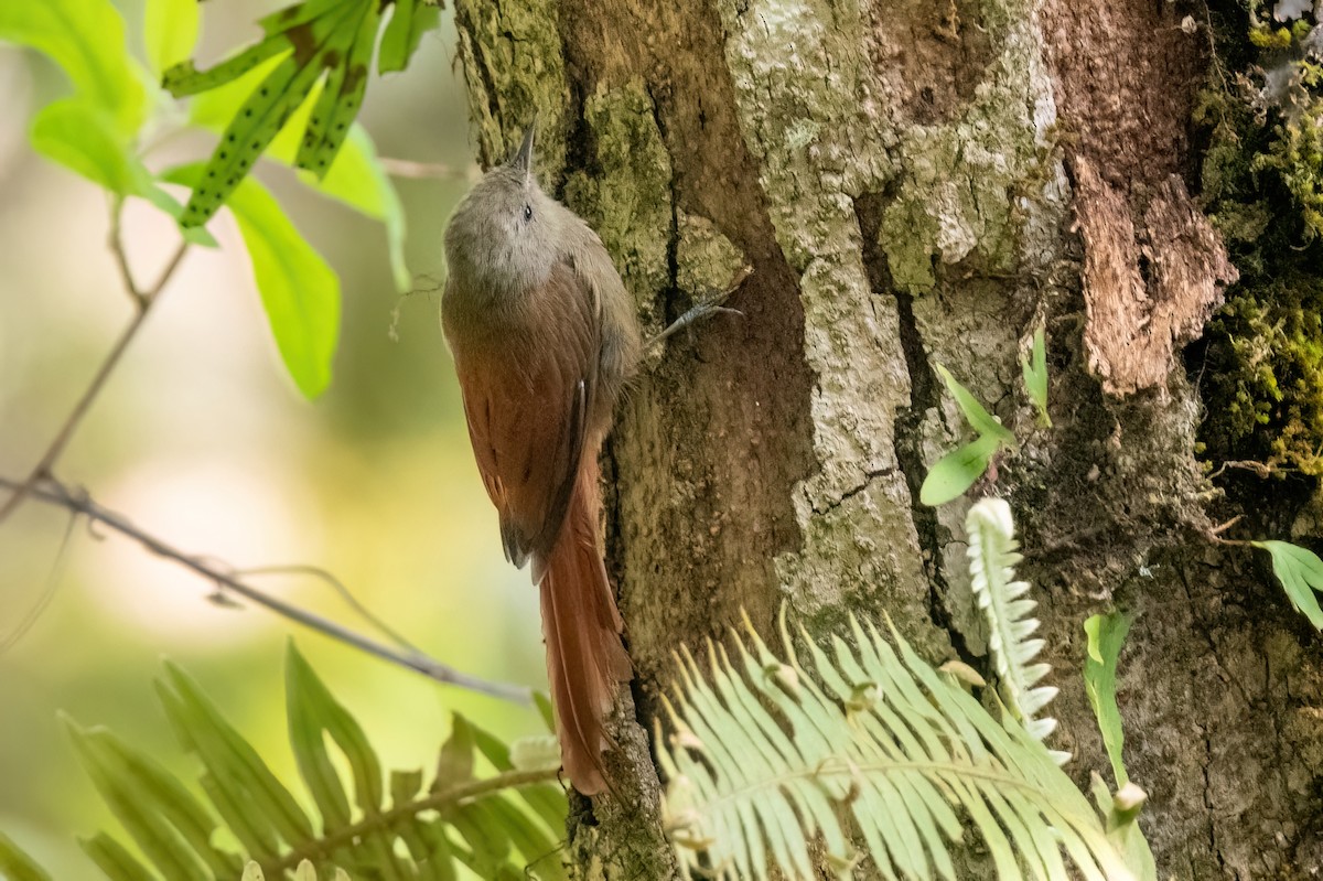 Olivaceous Woodcreeper - ML610587817