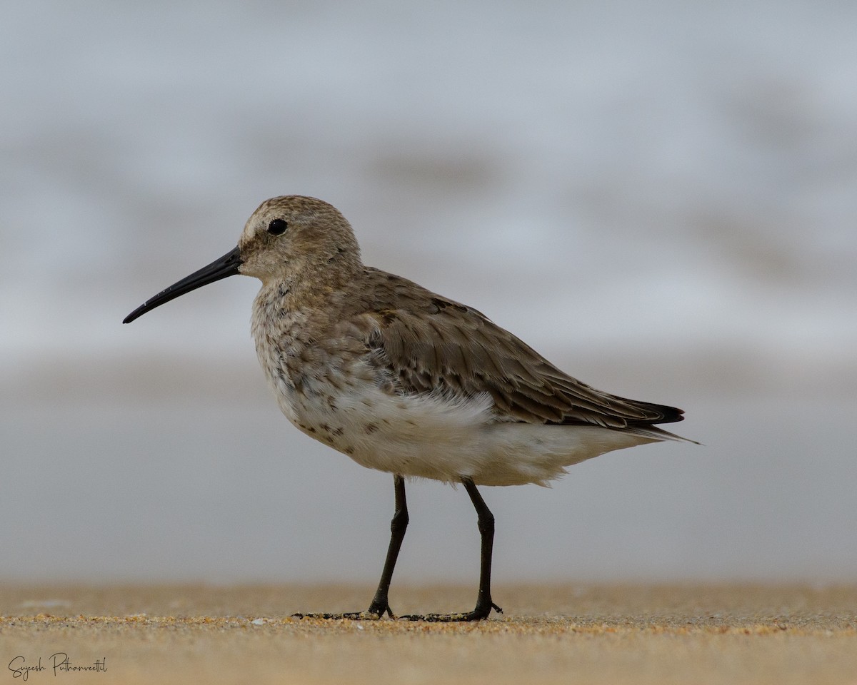 jespák obecný - ML610587850