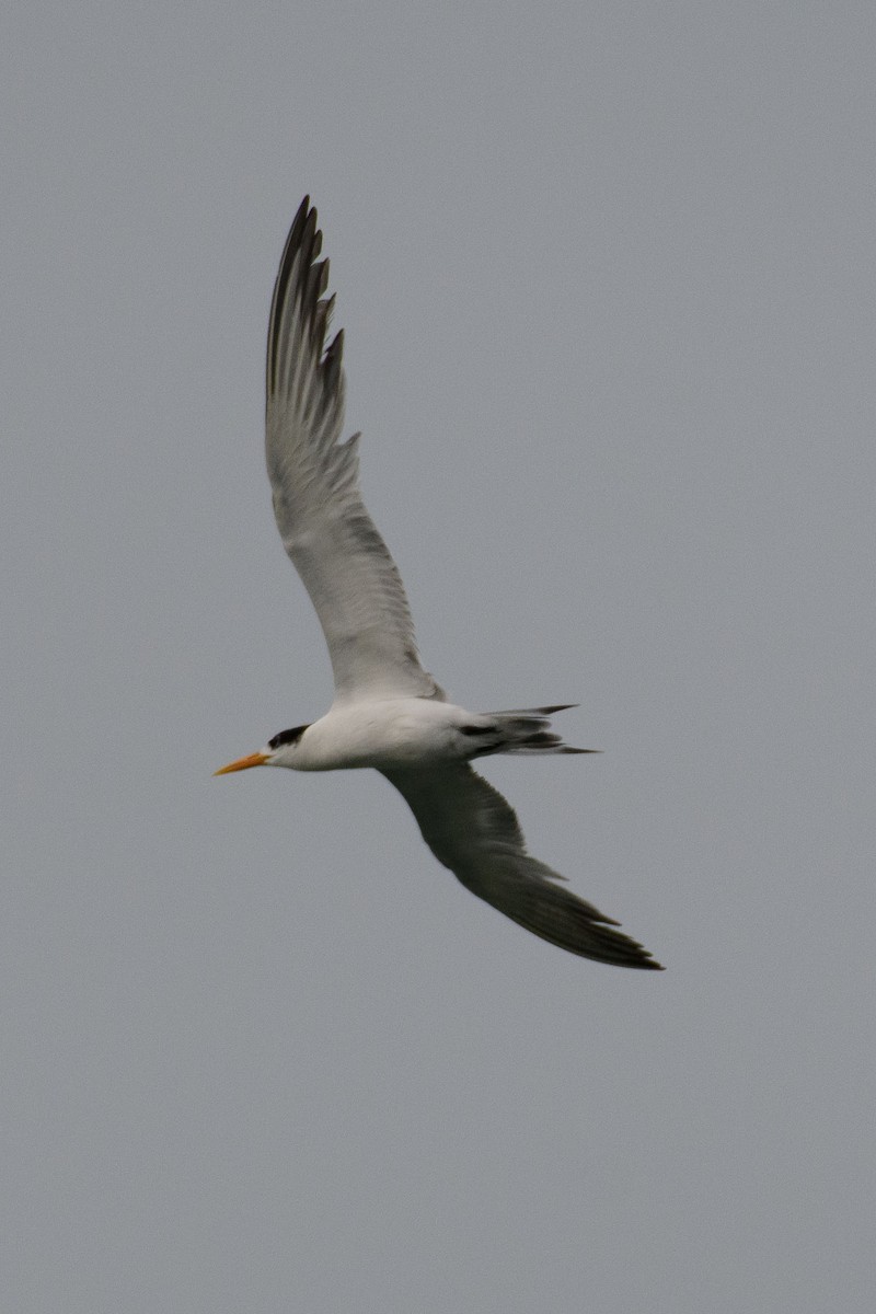 Lesser Crested Tern - Sujeesh P