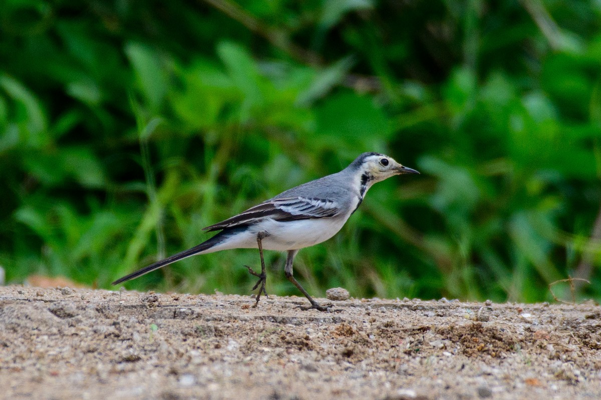 White Wagtail - Sujeesh P