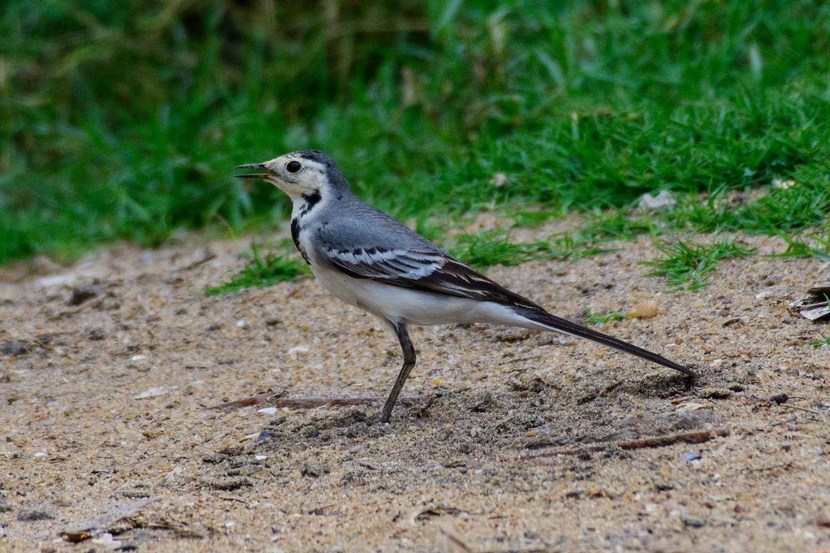 White Wagtail - Sujeesh P