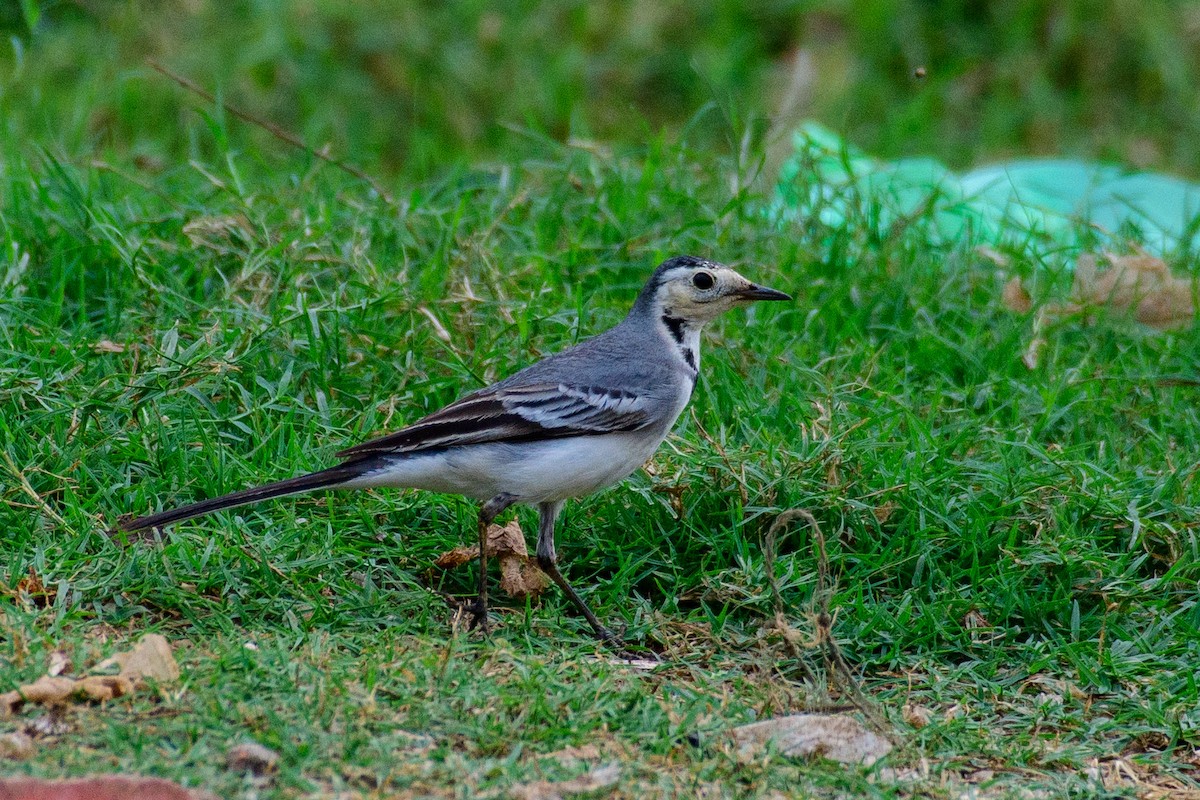 ハクセキレイ - ML610587863