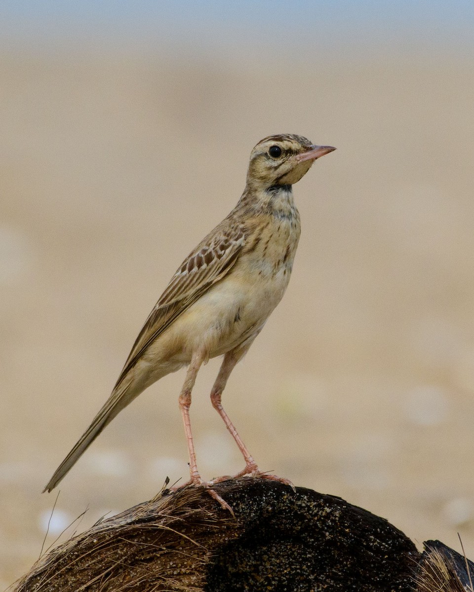 Tawny Pipit - ML610587865