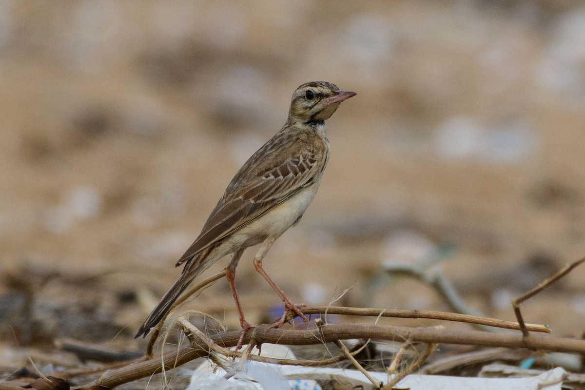 Tawny Pipit - Sujeesh P