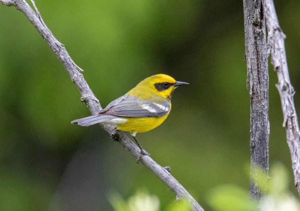 Lawrence's Warbler (hybrid) - ML610587871