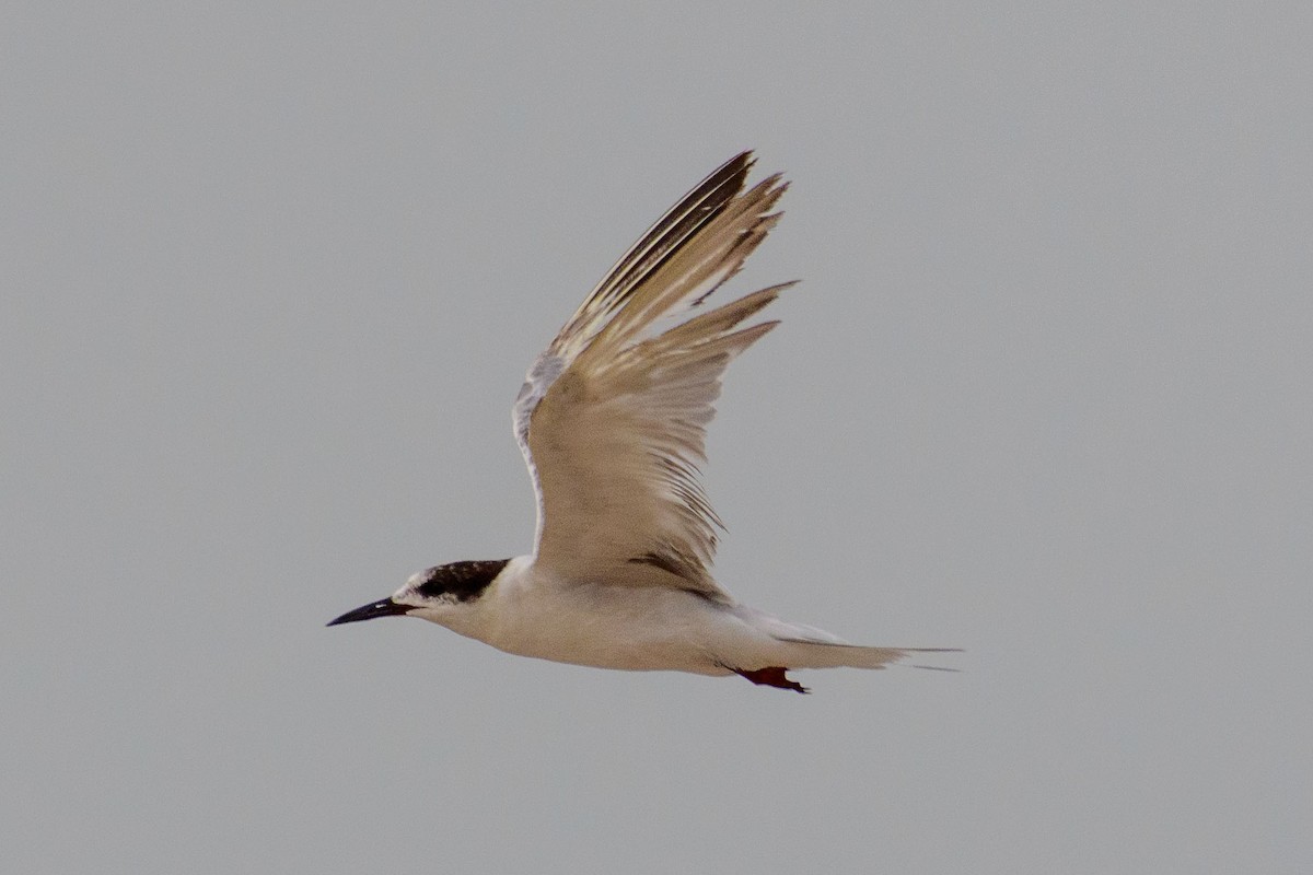 Common Tern - Sujeesh P