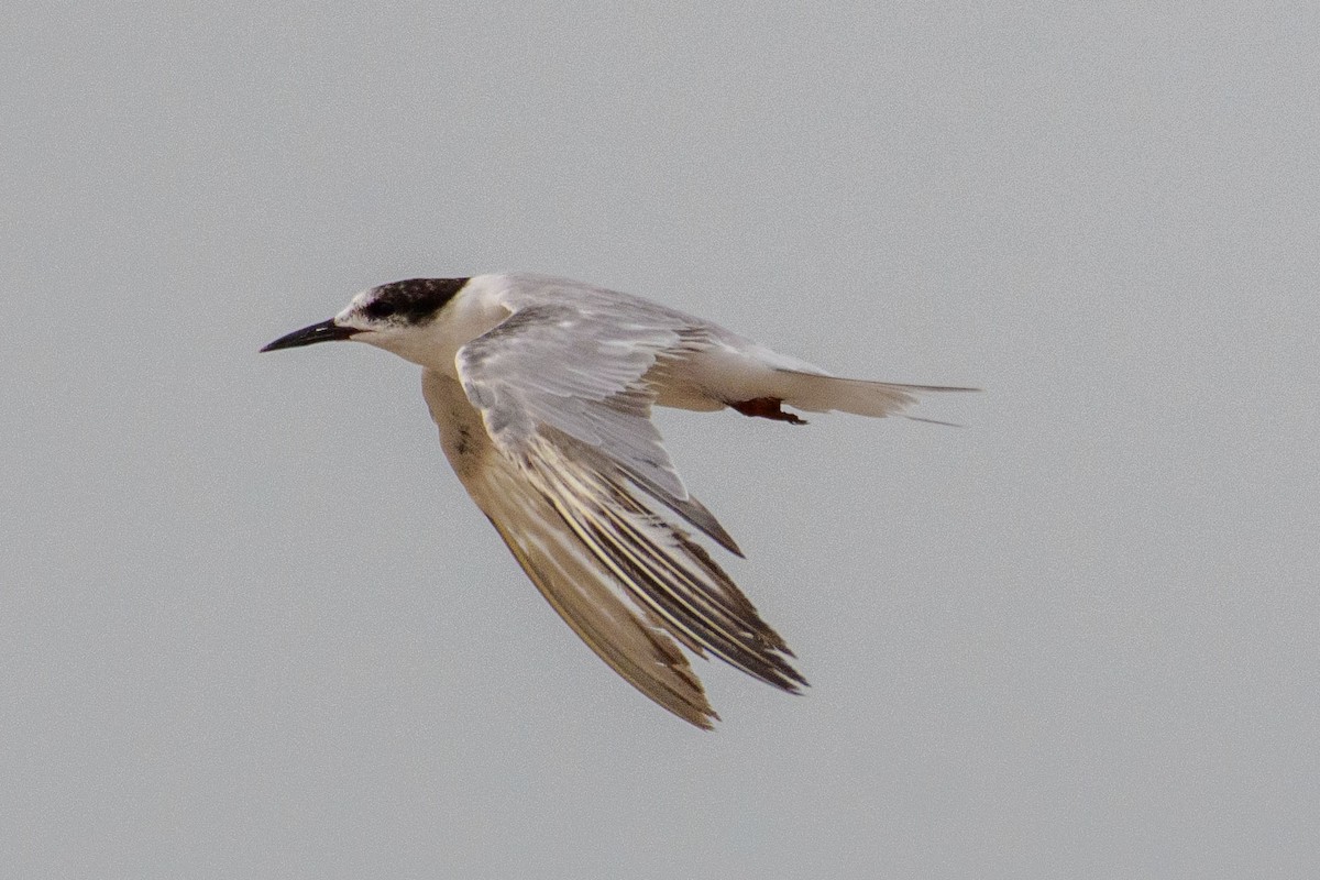 Common Tern - Sujeesh P