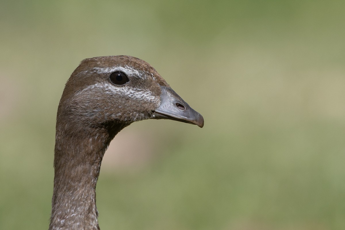 Maned Duck - ML610588029