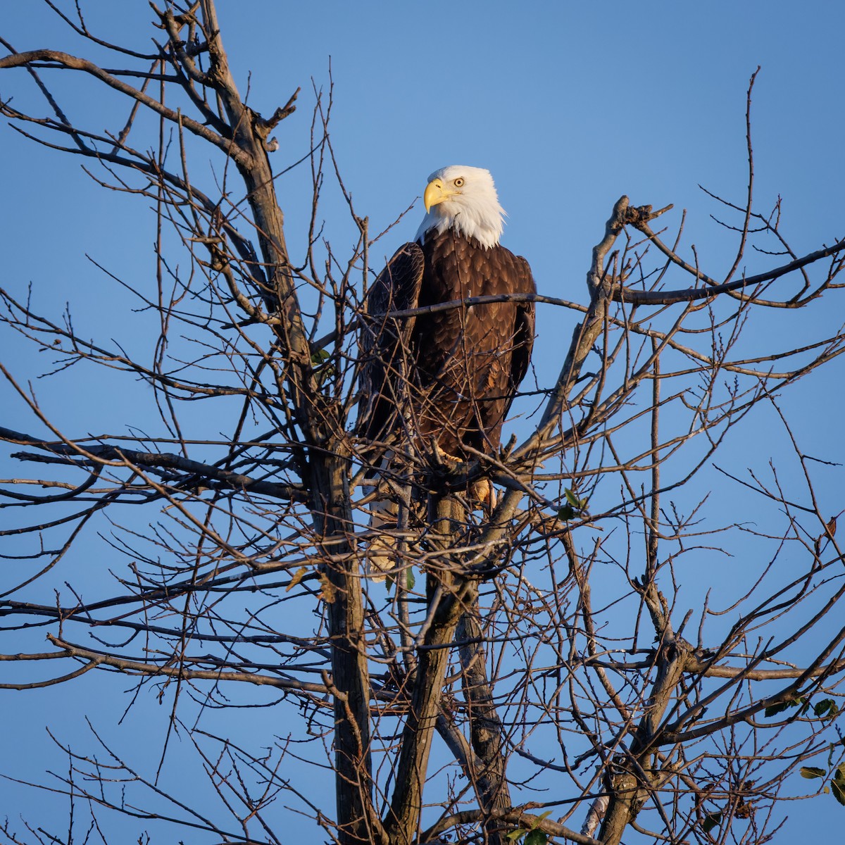 Bald Eagle - ML610588137