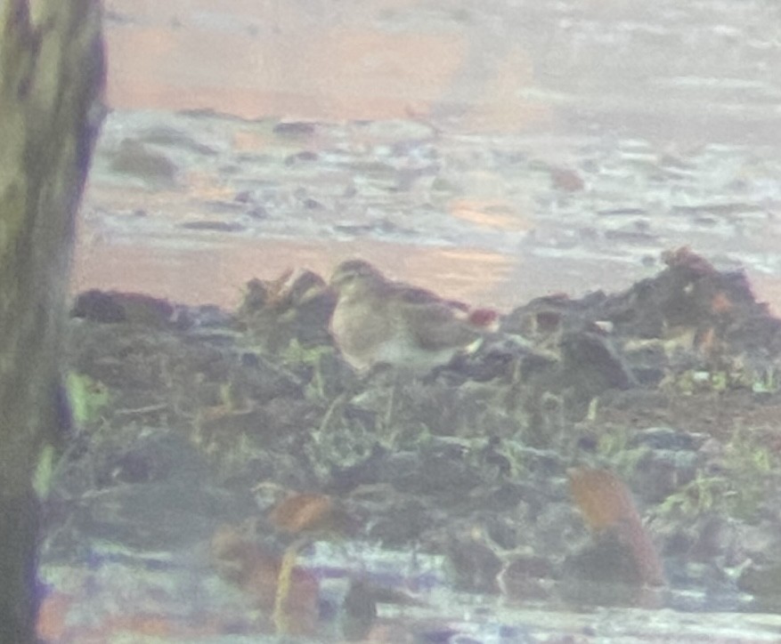 Pectoral Sandpiper - ML610588162