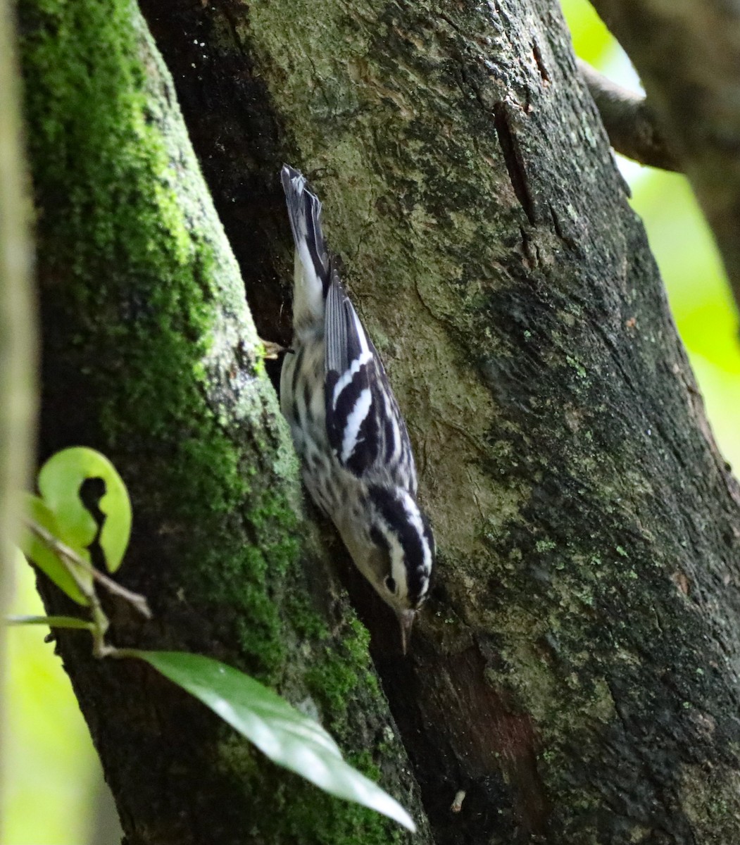 Black-and-white Warbler - ML610588165