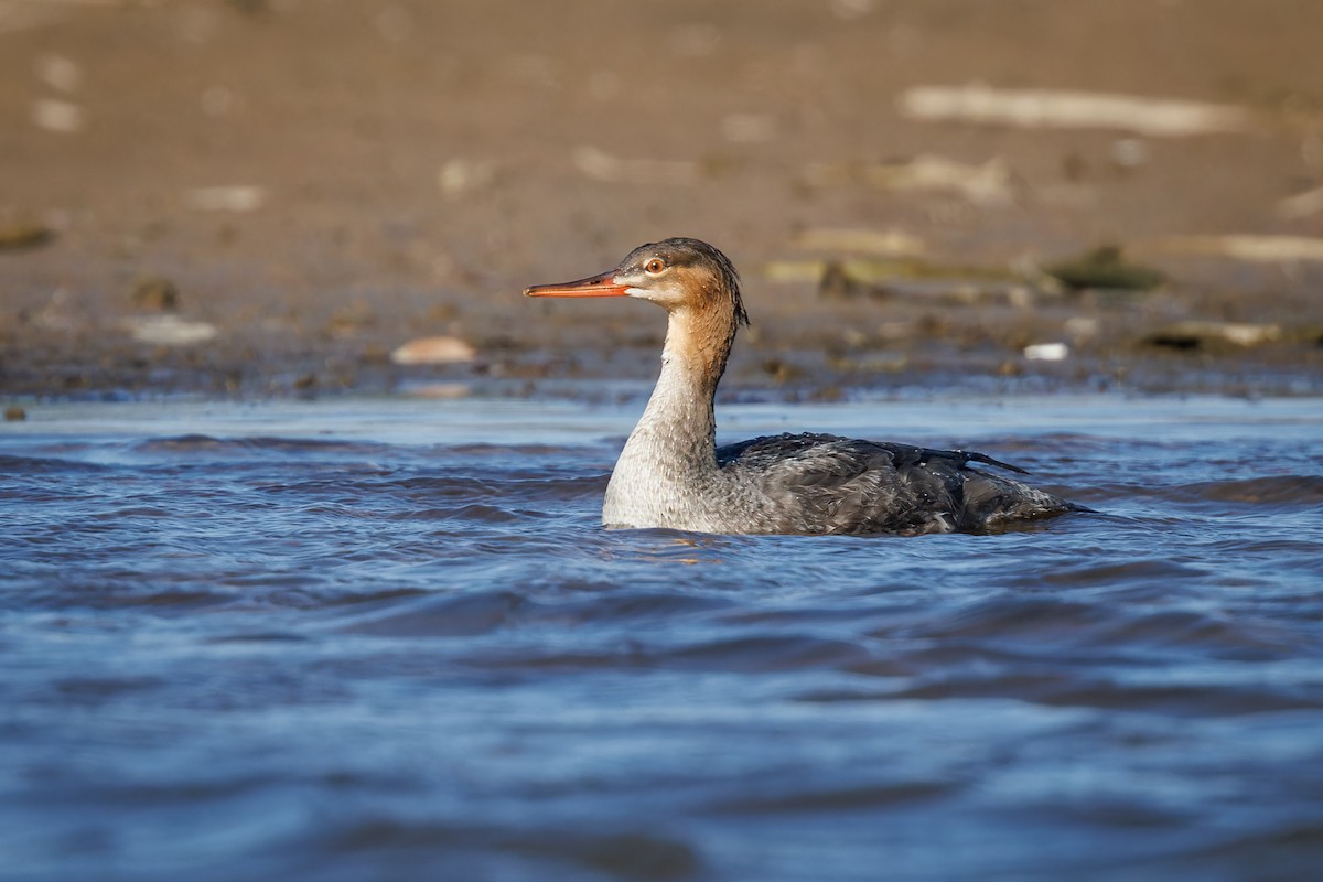 Red-breasted Merganser - ML610588227